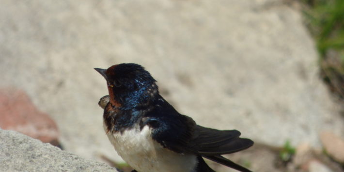 PN Ujście Warty 2017 (48)