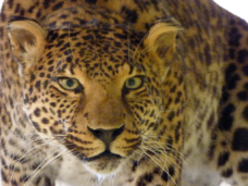 Wunderkammer Olbricht9 (Copy)