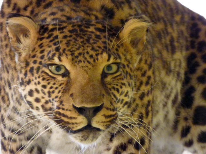 Wunderkammer Olbricht9 (Copy)